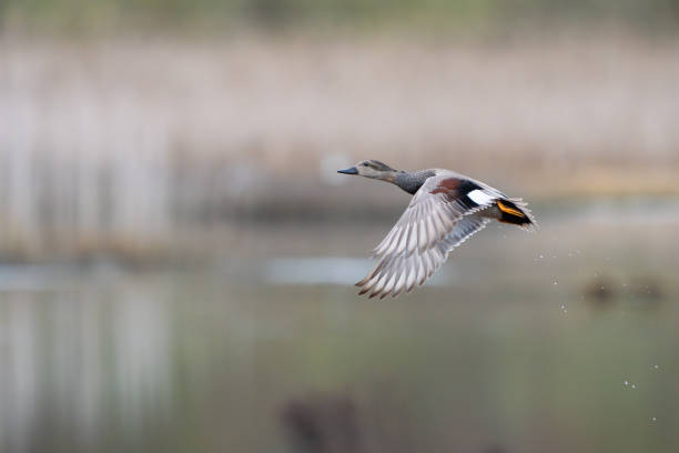 istock Male Gadwall Duck Flushes From Marshy Hole 2168096418