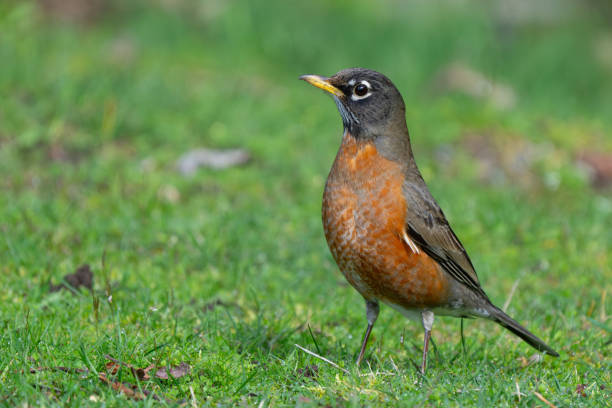 istock American Robin Collecting Meal for Nestlings 2168096429