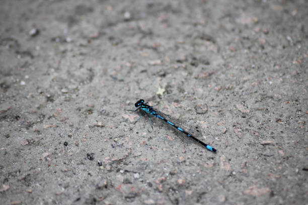 A blue little damselflie on the ground