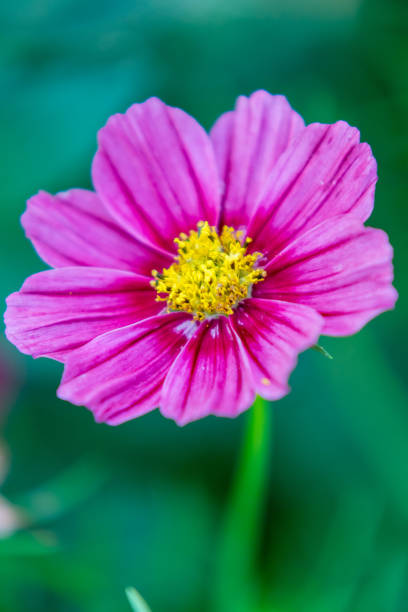 Cosmos flower close-up