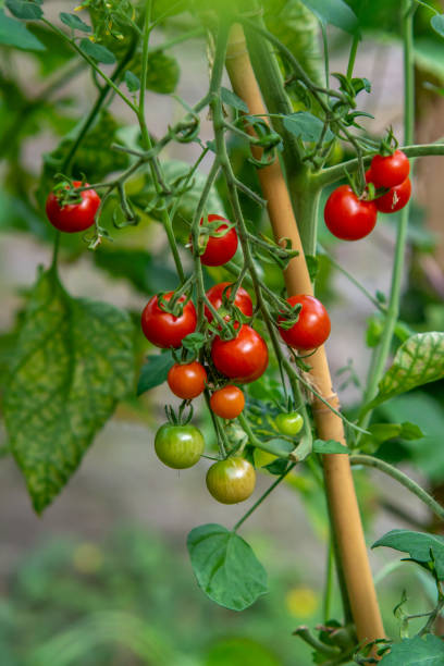 istock Cherry tomatoes in a greenhouse 2168097814