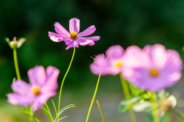 Cosmos flowers in garden