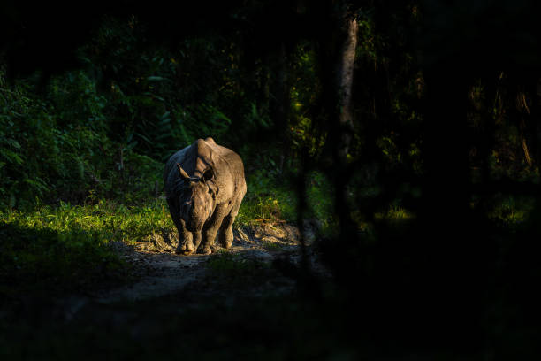 Dramatic low-key spotlit image of an aggressive greater one-horned rhino walking through a dark forest on a safari track approaching from front at Kaziranga national park, Assam, India