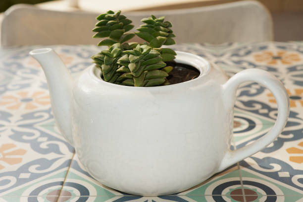 istock Eco-friendly decor style with succulent plant 2168098897