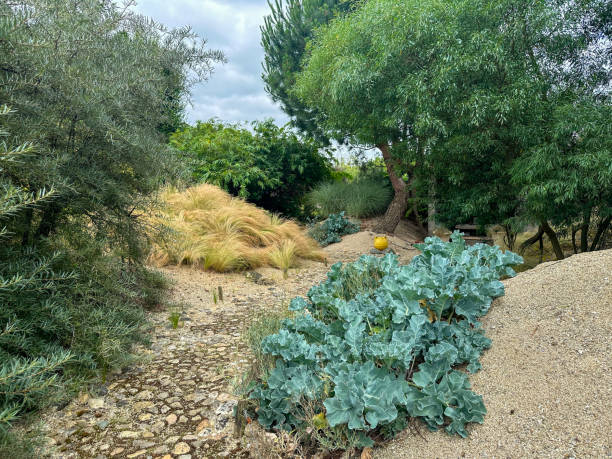 Wild sea kale (Crambe maritima) in coastal landscape