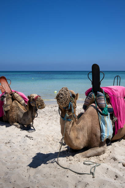 Camels relaxing before a ride for tourists on the beach of Mediterranean sea. Sunny summer day with a blue sky.  Djerba, Tunisia, Africa.