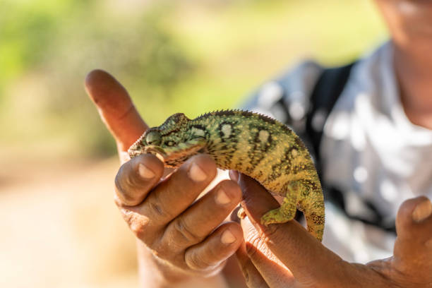 Close up of one green chameleon, in human hand at Anja Community Reserve, Madagascar