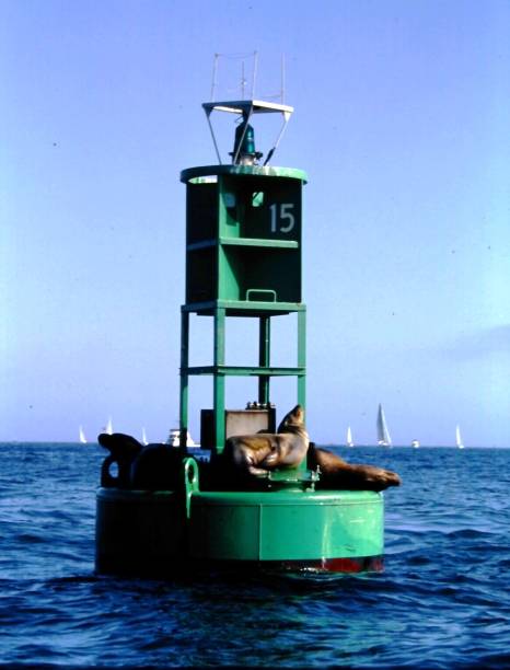 istock California Sea Lions 2168100392