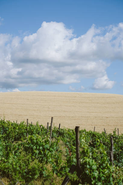 Vineyard and agricultural fields of cereal plants, Tuscany, bike packing from Marina di Bibbona to the White beaches of Rosignano Solvay