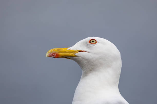 Seagull in the city of Benidorm in Spain