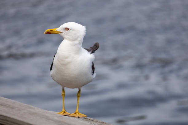 istock Seagull on a Wooden Railing by the Water 2168103069
