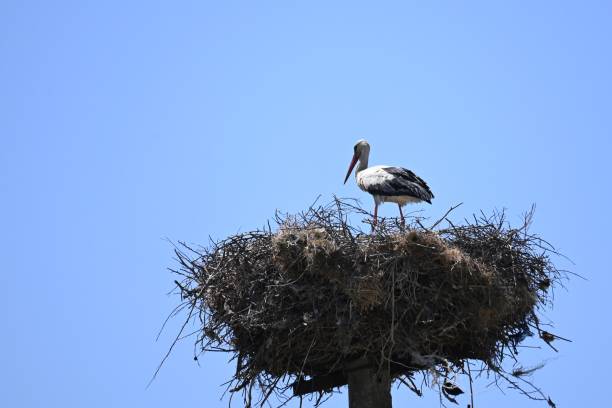 istock Birds Stork on nest against blue sky, white stork stands 2168103185
