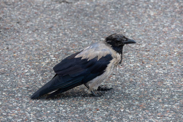 istock Close-up of a Crow on Asphalt 2168103925
