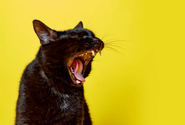 A black cat on yellow who appears to be screaming, yawning, or meowing with room for your copy.