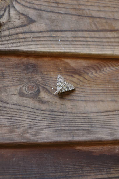 Moth on wood fence, Tuscany, bike packing from Marina di Grosetto to Castiglione della Pescaia