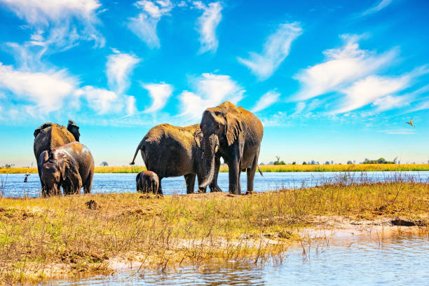 istock The elephants gather on the Chobe River. 2168106757