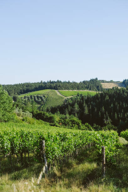 istock View of vineyards in springtime, Tuscany 2168106791