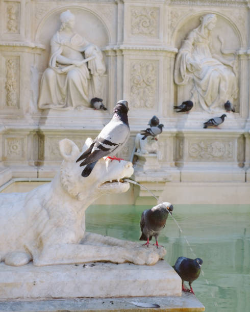 Fountain, sculptures and pigeons, Florence, Bike packing Tuscany, from the hills of Poggibonsi to the vineyards of Castellina in Chianti and Radda in Chianti