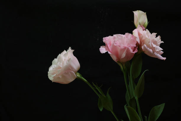 istock Bouquet of Eustoma isolated on a black background. 2168108464