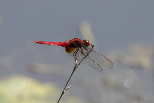 Scarlet Skimmer on a dead tree branch by the pond.