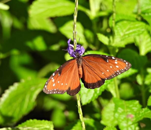 istock Queen Butterfly (Danaus gilippus) female 2168108619