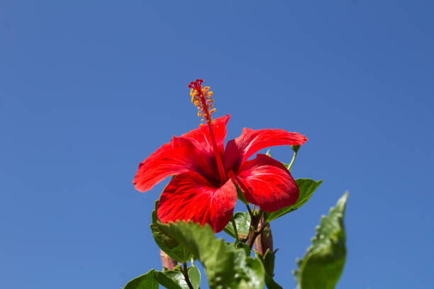 Red flower hibiscus against the blue sky. Close-up.