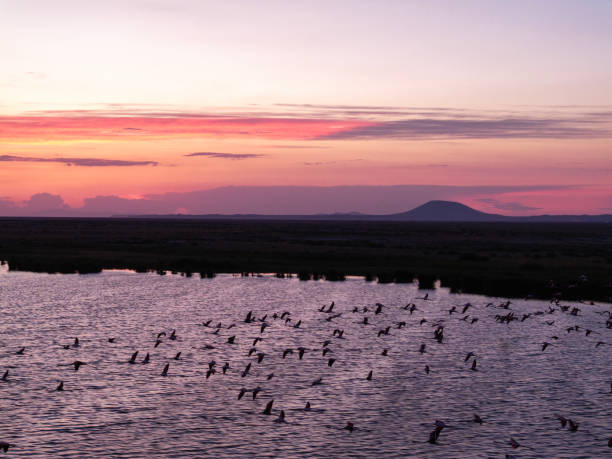istock Flamingos flying over lake 2168110640