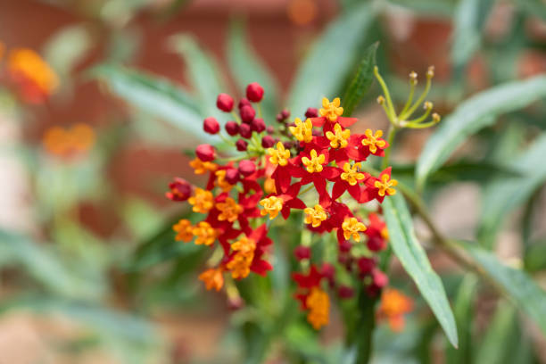 Close up of tropical milkweed (asclepias curassavica) flowers in bloom