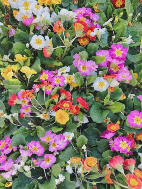 istock Multicolor flowers with green background 2168112088