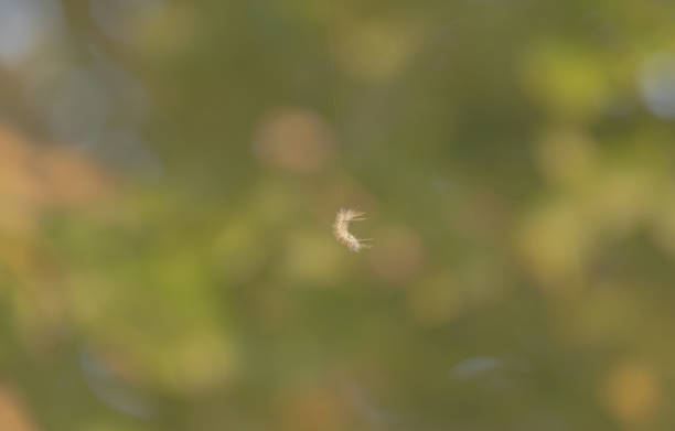 Close up view of a piece of white plume fallen on a plant.