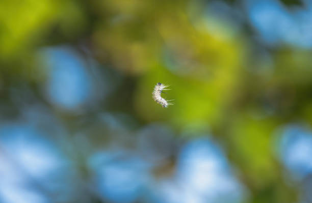 A hickory tussock moth decending to the ground from up in a tree.