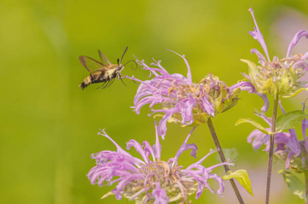 istock Bergamont Flower Attracting Hummingbird Moth 2168113191