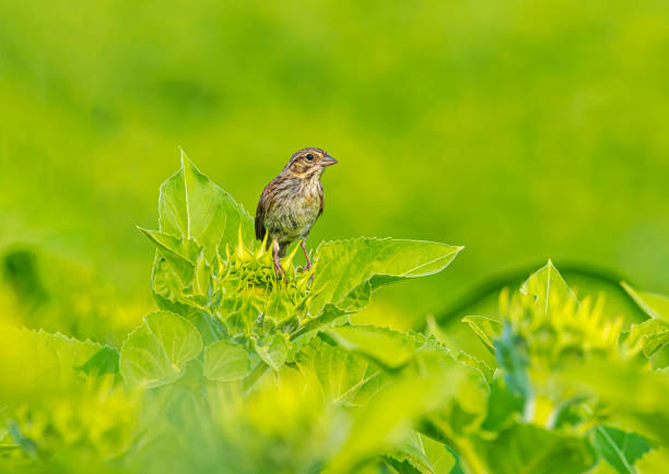 A song sparrow perched on a sunflower.
