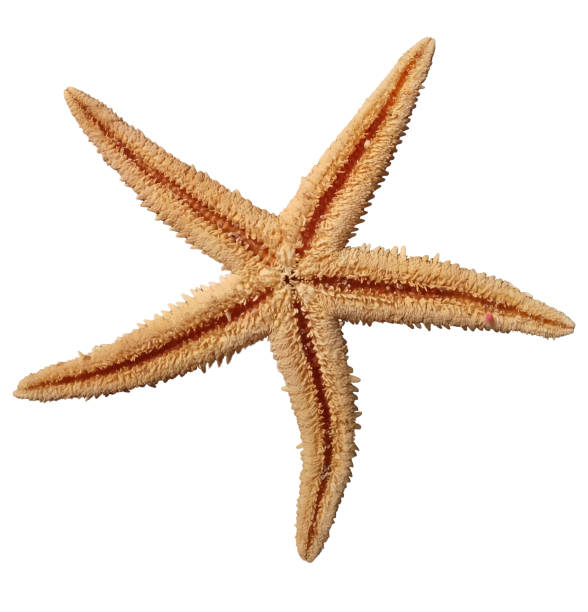 istock Sea star isolated on white background, flat lay, top view, backside. 2168113284