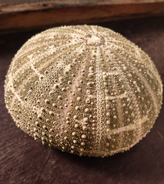 istock Close up of dried sea urchin shell pattern with selective focus on dark surface. 2168113303