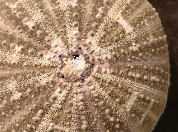 istock Top view close up of dried sea urchin shell pattern with selective focus. 2168113309