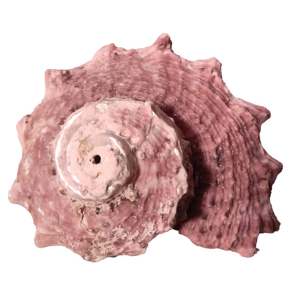 Delphinula Shell 10+ Delphinula Stock Photos, Pictures & Royalty-Free Images - iStock