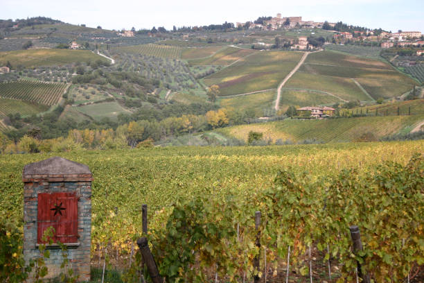 The scenic Tuscan hills. A vineyard in the morning light in San Gimignano, Italy