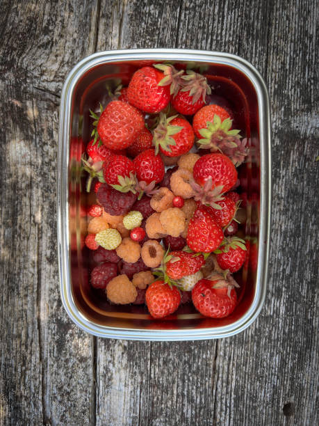 Organically homegrown red and white alpine strawberries, and red and orange raspberries, freshly picked from a garden in a re-useable tin container.  Vancouver, British Columbia, Canada.
