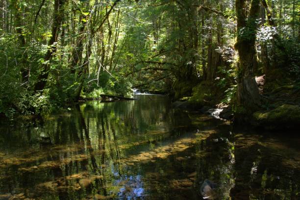 Water flowing through a lush woodland area