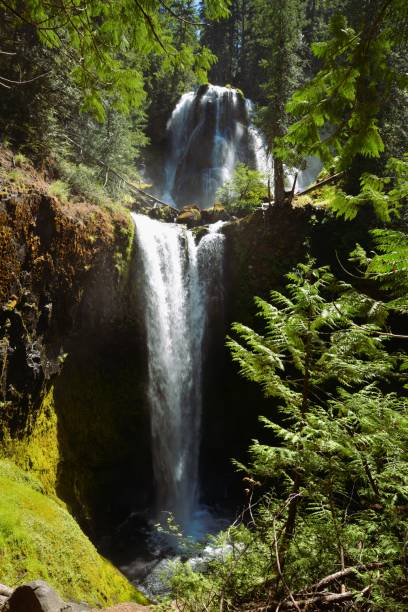 istock Massive waterfall in a dense woodland area framed by cedar trees 2168114957