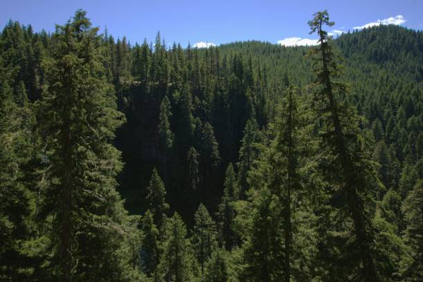 istock Cascade Mountain range covered in dense pine woodland 2168115011