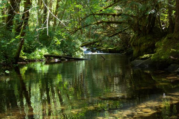 istock Water flowing through a lush woodland area 2168115048
