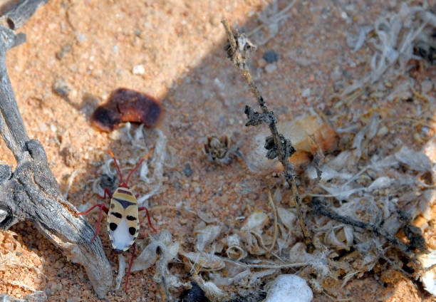 Namibe Desert, Namibe Province, Angola: a Welwitschia bug, (Probergrothius angolensis) amid Welwitschia seeds - The Welwitschia bug, an insect endemic to the Namib Desert, plays a vital role in the desert ecosystem. It is a species of beetle that feeds exclusively on the Welwitschia plant, a unique and ancient plant adapted to the harsh desert conditions. The beetle's life cycle is closely intertwined with the plant, as it both pollinates and consumes its leaves. This symbiotic relationship helps to ensure the survival of both species in the arid environment of the Namib Desert. This bug is some times erroneously called Probergrothius sexpunctatus.