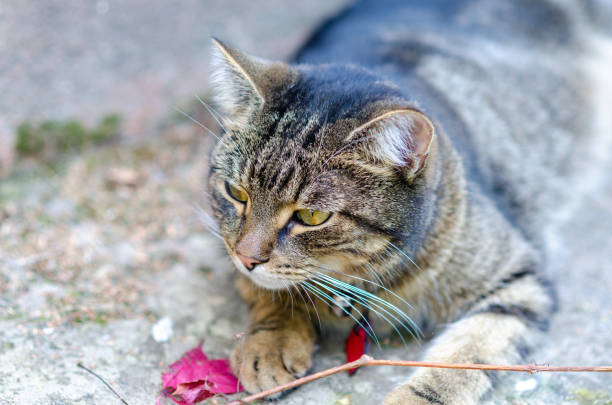 A tabby cat sits on a concrete patio, its green eyes fixed on something just out of frame.