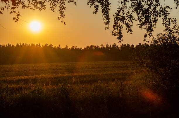A golden sunset casts a warm glow over a field and forest, with the sun shining through the branches of trees in the foreground.