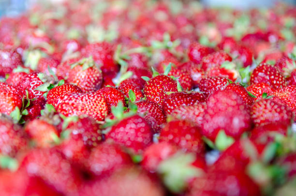A close-up image of a large group of fresh red strawberries.