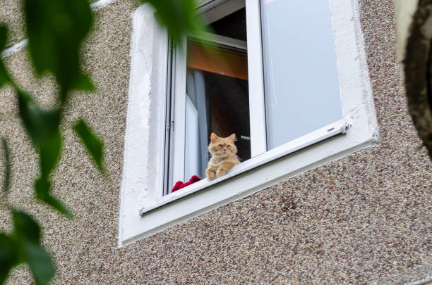 istock A ginger cat sits perched on a windowsill, looking out and down at the street 2168116869