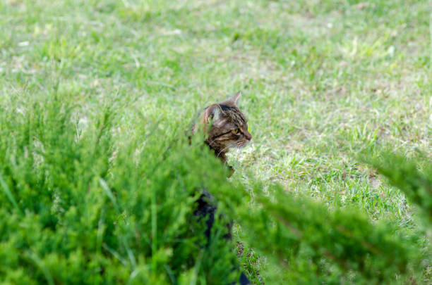 A tabby cat peeks out from behind a bush of green grass, its amber eyes focused on something in the distance