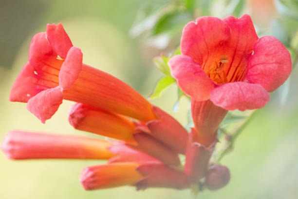 istock Tecoma flower on green natural bokeh in sunlight. 2168118430